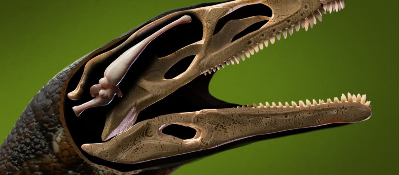 An artist’s concept of the skull and brain of the sauropodomorph Buriolestes, a small, late Triassic dinosaur.Credit...Márcio L. Castro and Rodrigo Temp Müller