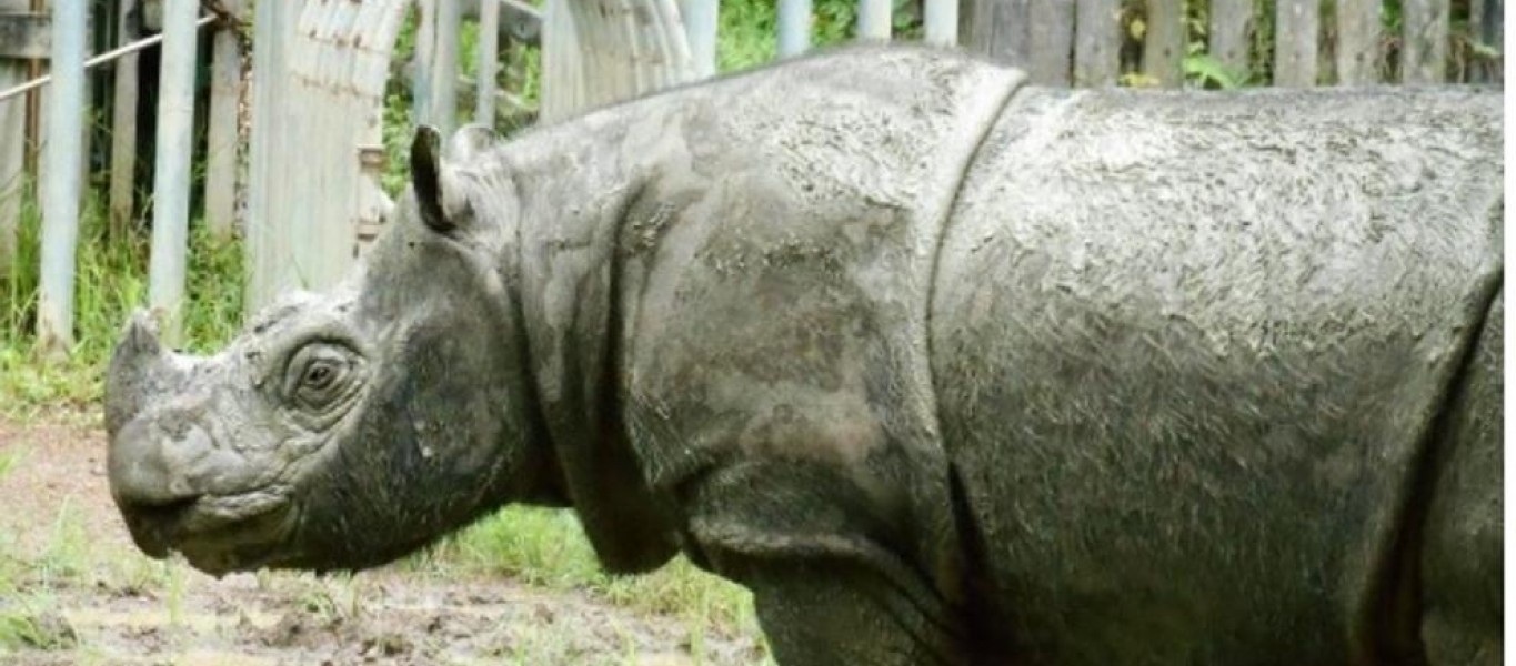 Crédito: Borneo Rhino Alliance