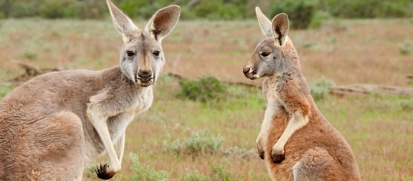 candidato Una vez más Agacharse Australia: El 75% de la carne de canguro se destina a elaborar comida para  mascotas