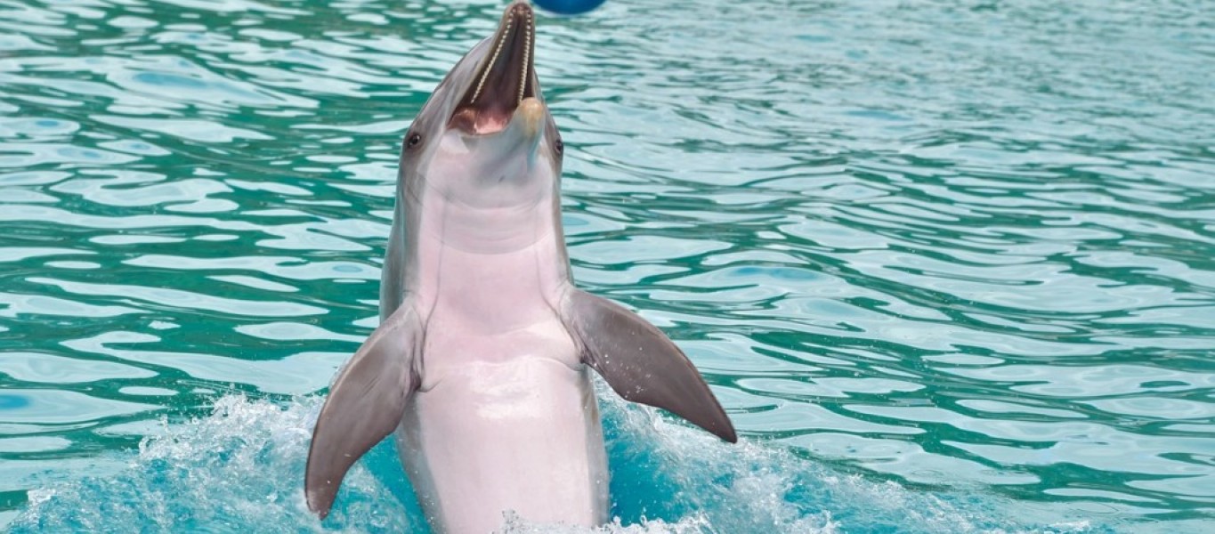 delfinjugando
