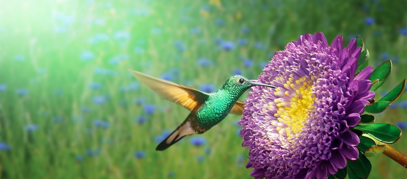 Los colibrís ven una variedad de colores que los humanos no podemos percibir