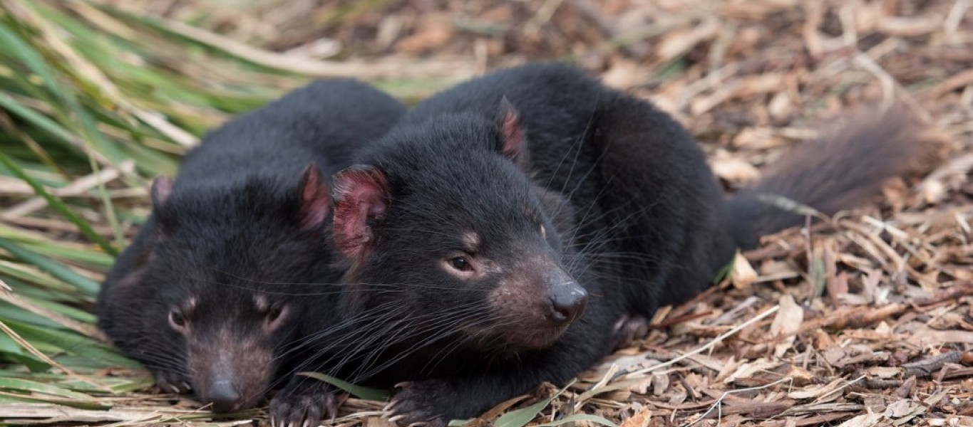 Tasmanian Devils reintroduced into Australian wild