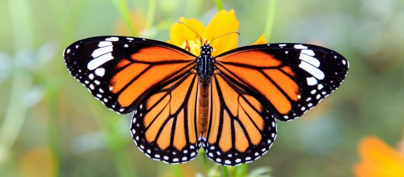 mariposa-monarca-fb