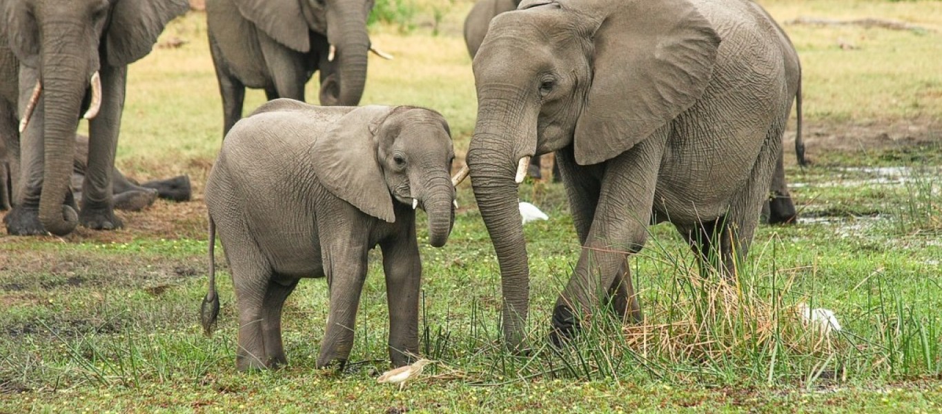 elefantes1