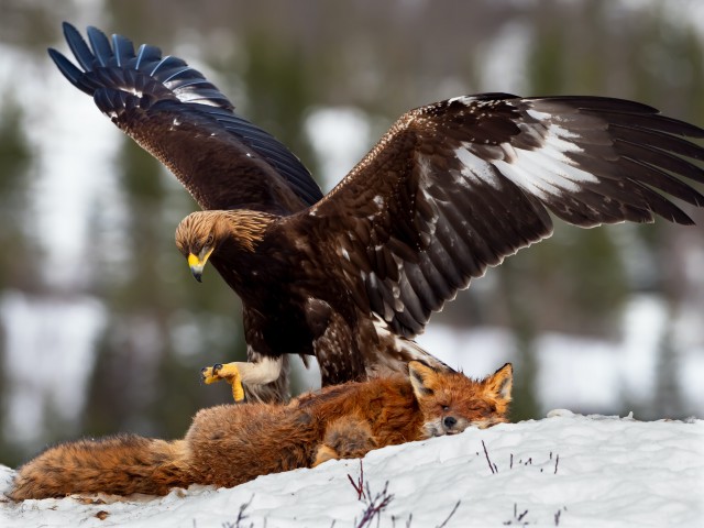 Golden eagles breeding success at Scottish Highlands estate