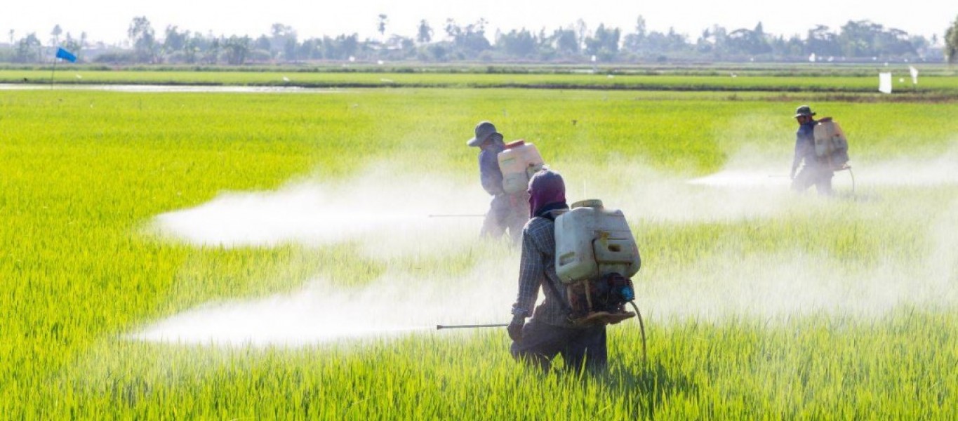 Glifosato-el-pesticida-que-enfrenta-a-los-cientificos