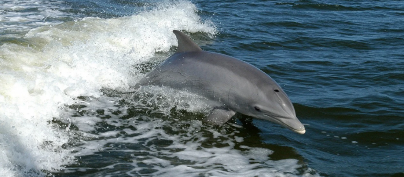 delfinnarizbotella
