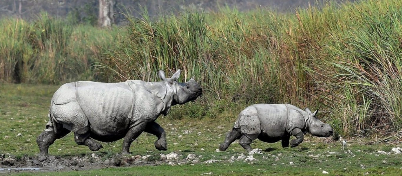 Imagen de archivo de una hembra de rinoceronte y su cría. EFE/ Str 