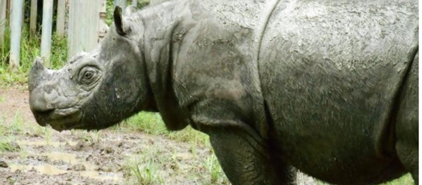 Crédito: Borneo Rhino Alliance 