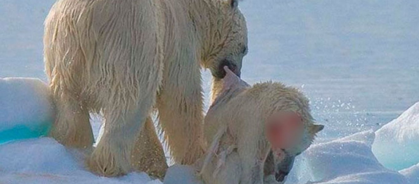 El calentamiento global y el hombre acrecientan el canibalismo entre los osos  polares